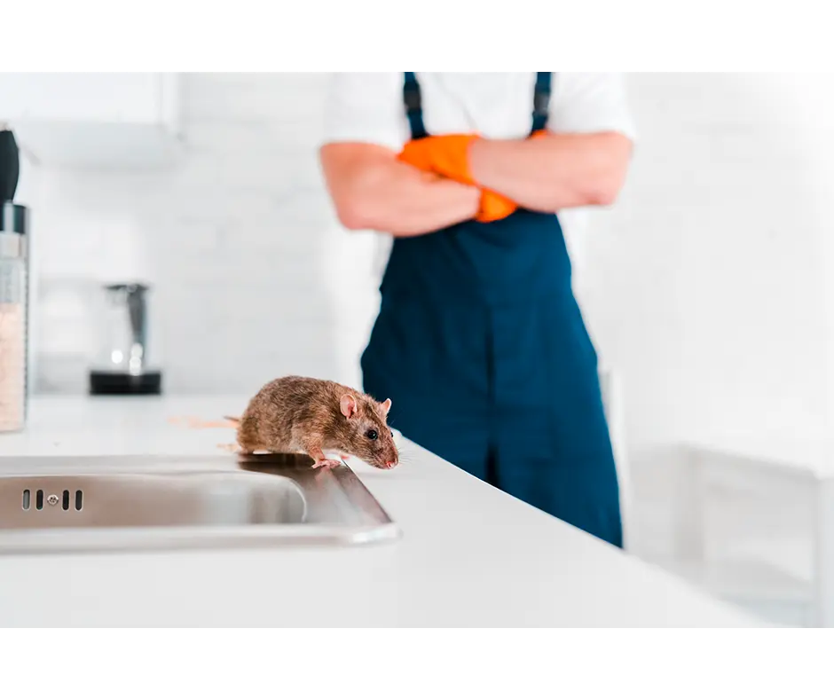 Dératisation : Traitement par appât chimique (au m²)