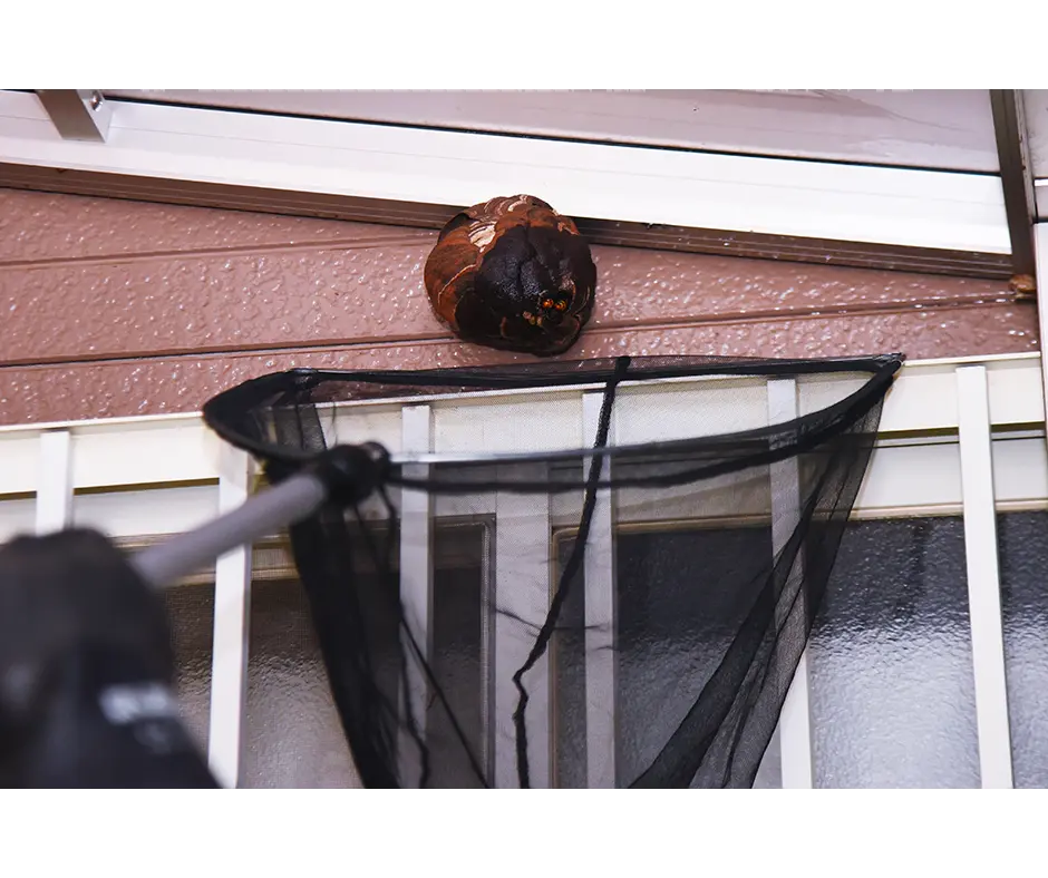 Traitement des guêpes et frelons 